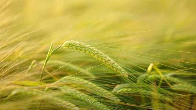 barley-2117454_1280